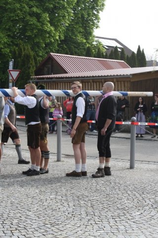 Maibaum 2013